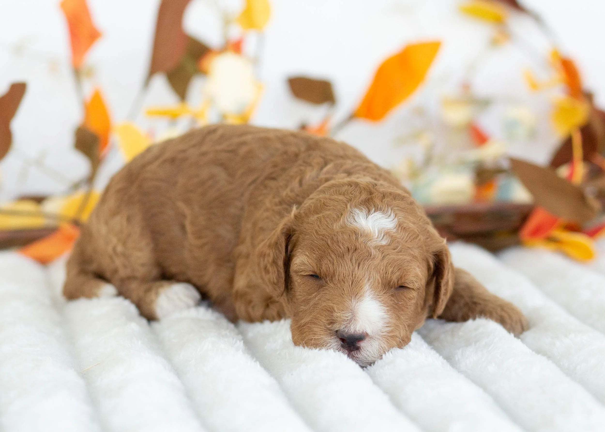 Gucci goldendoodle for sale9.jpg