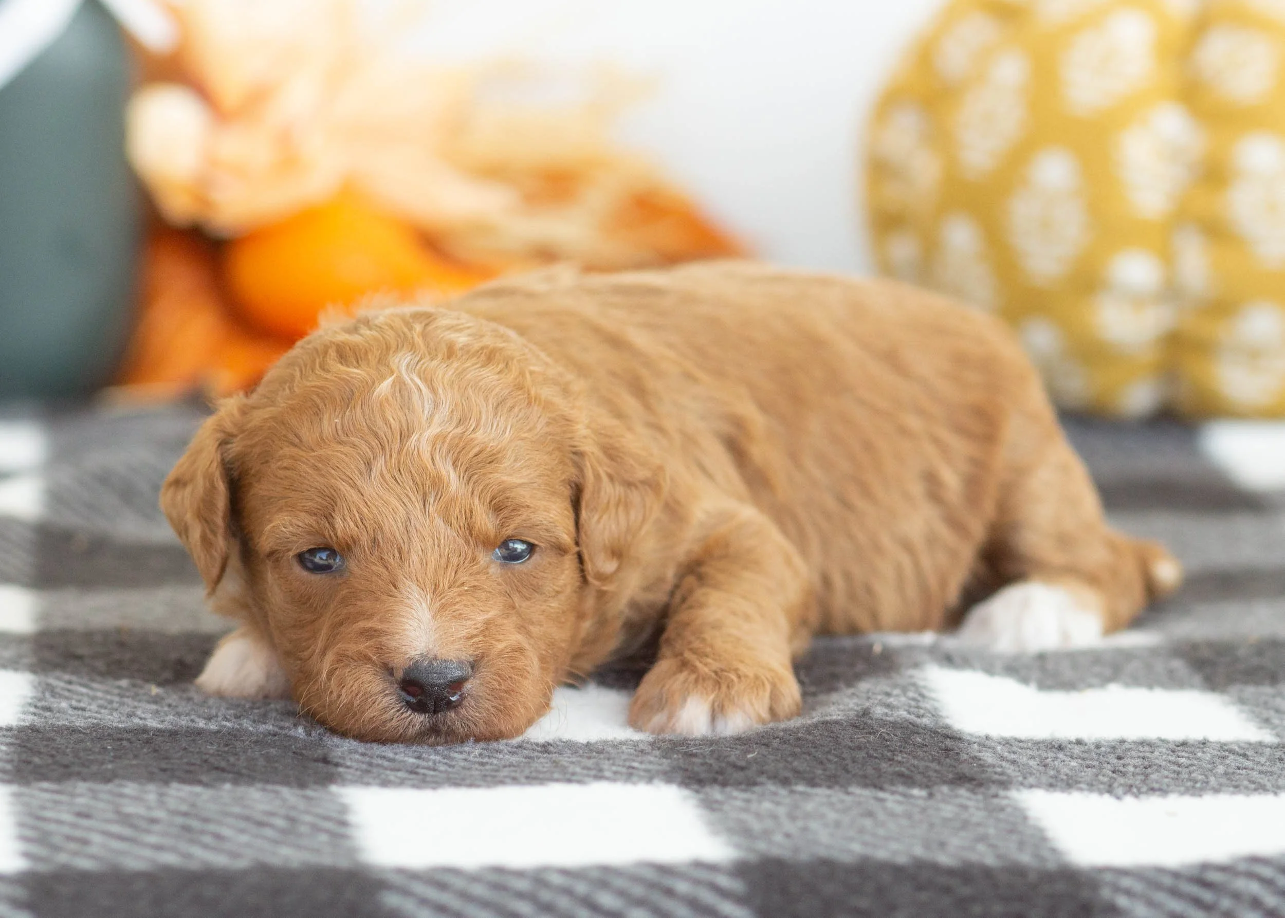 goldendoodle for sale Ambrosia..jpg