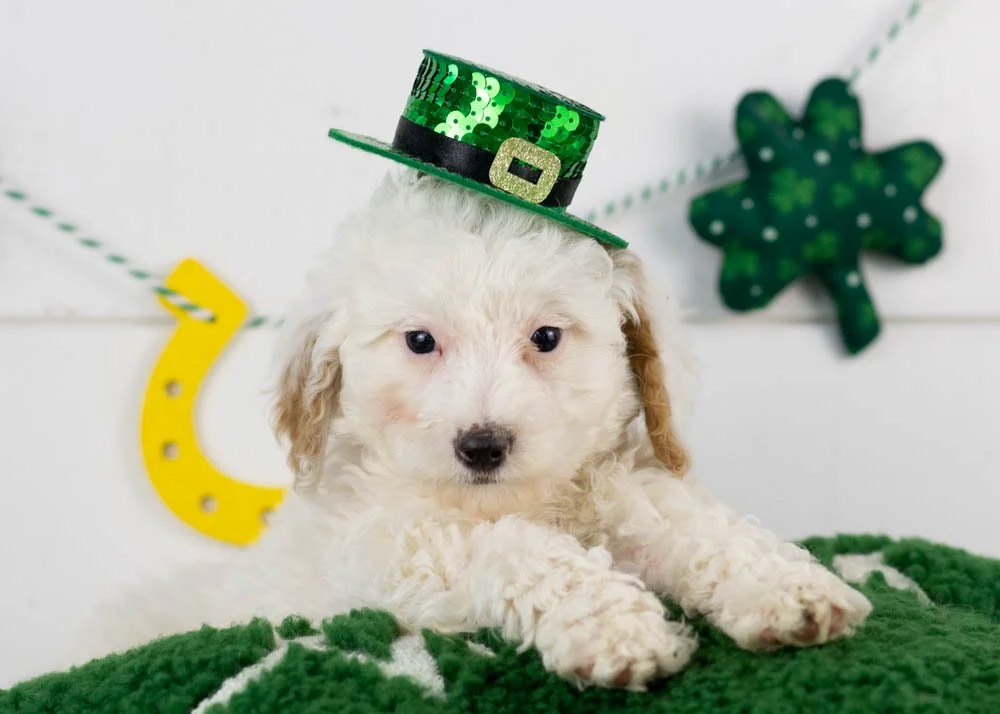 Bentley goldendoodle for sale.jpg