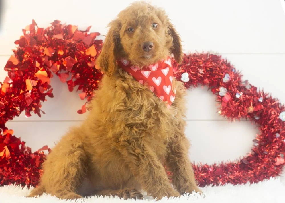 Spur goldendoodle for sale(3).jpg
