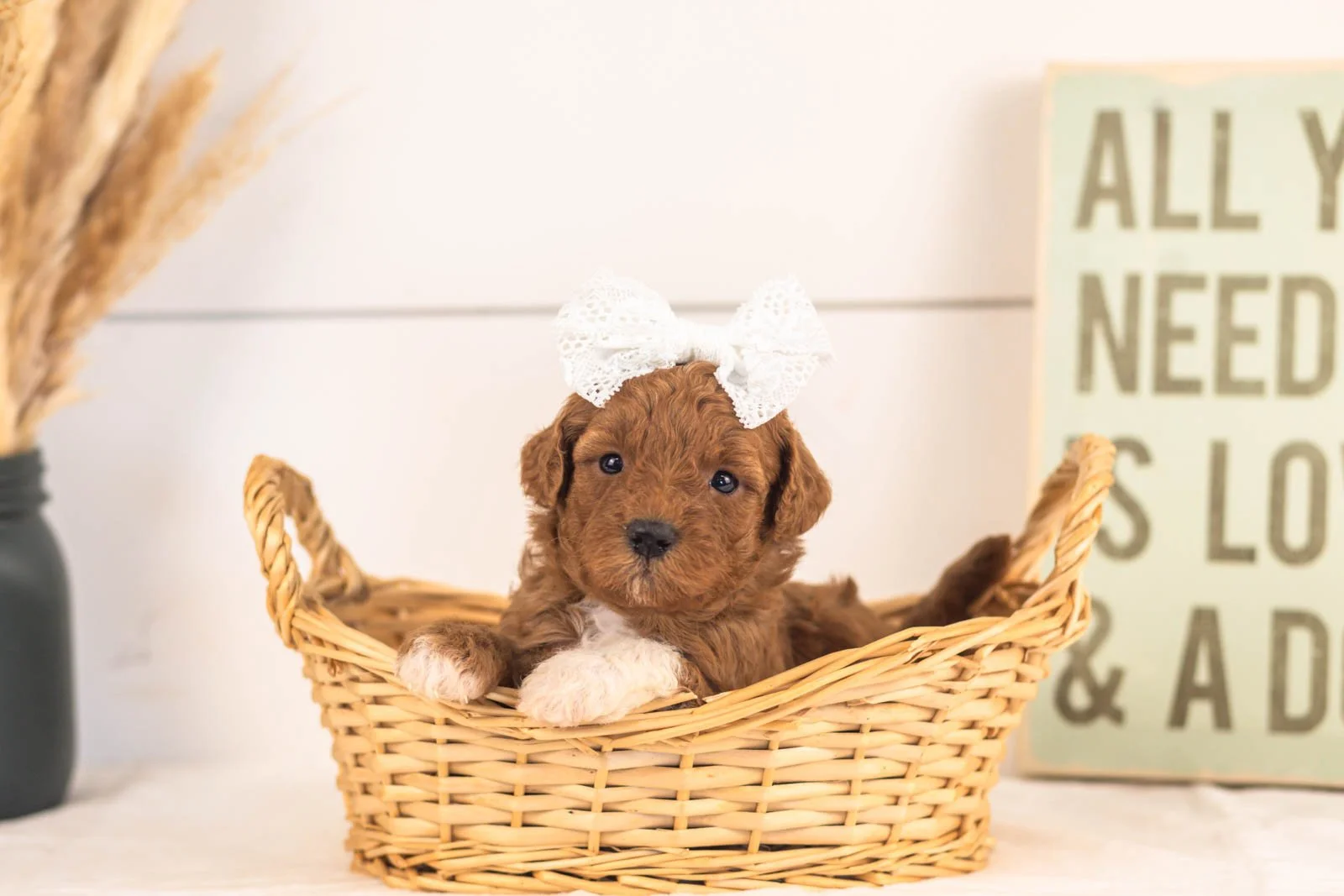 Cubs goldendoodle for sale(1).jpg