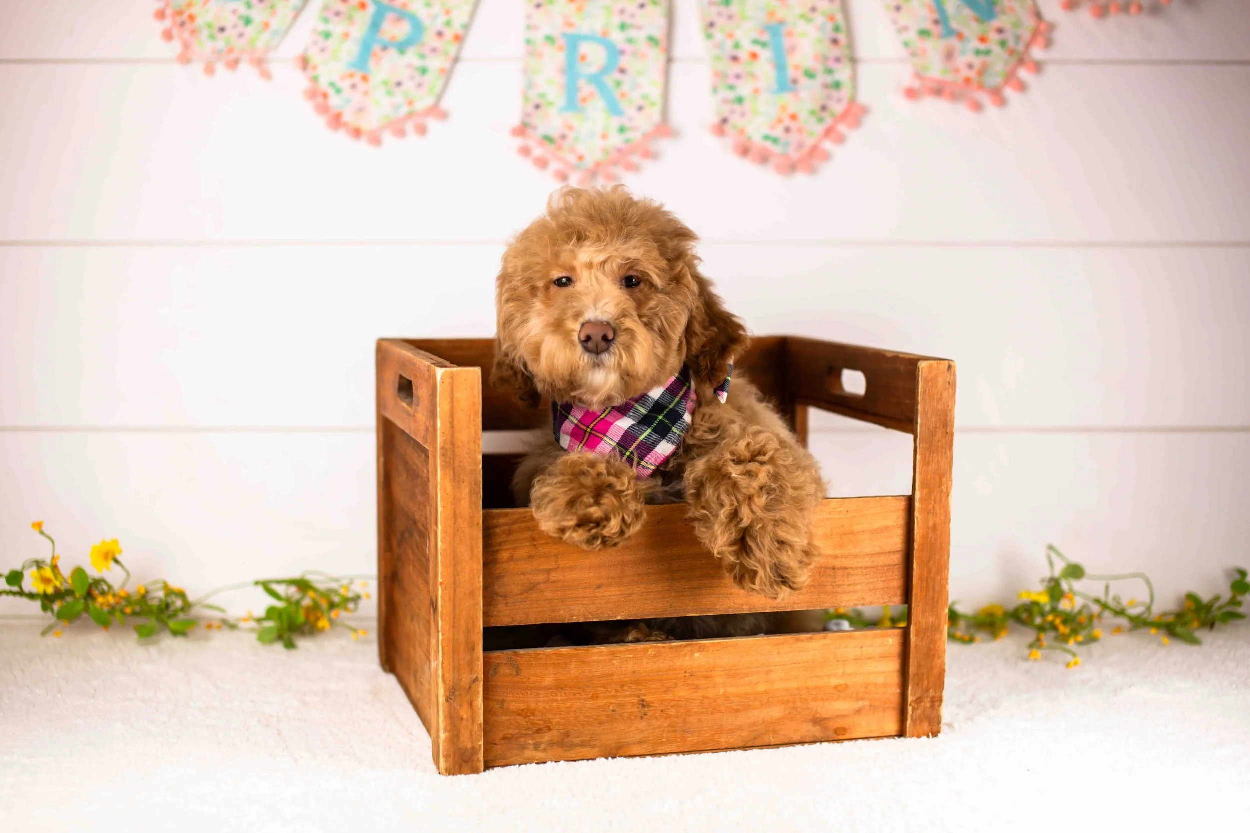 ohio goldendoodle for sale(1).jpg