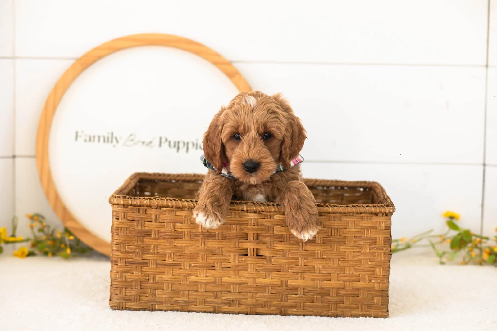 Mason goldendoodle for sale(4).jpg