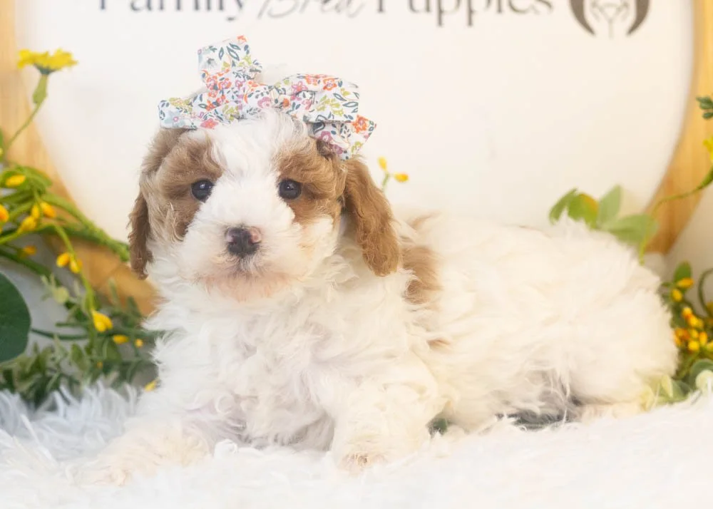 porsche goldendoodle for sale.jpg