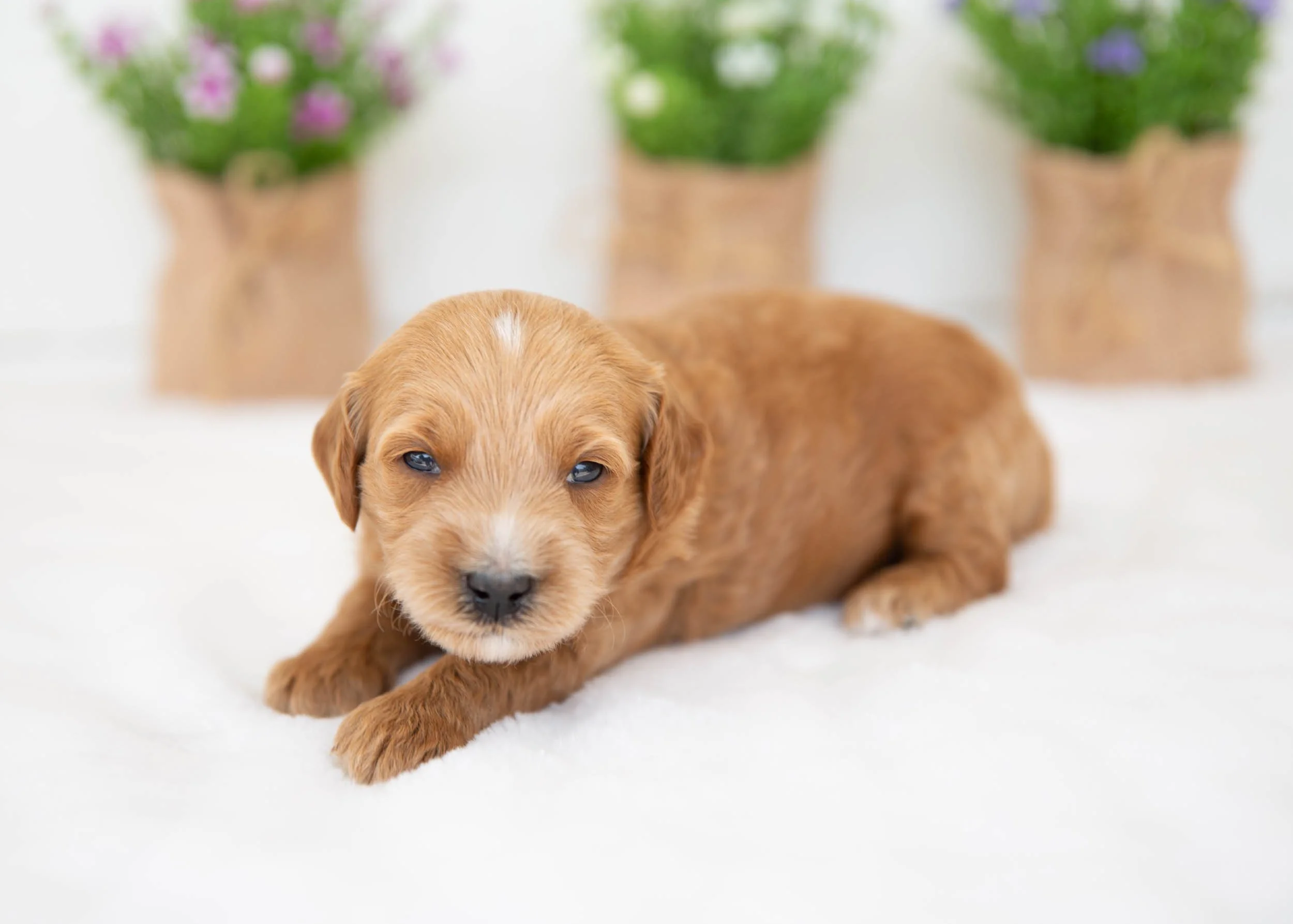 Coconut Goldendoodle for sale(1).jpg