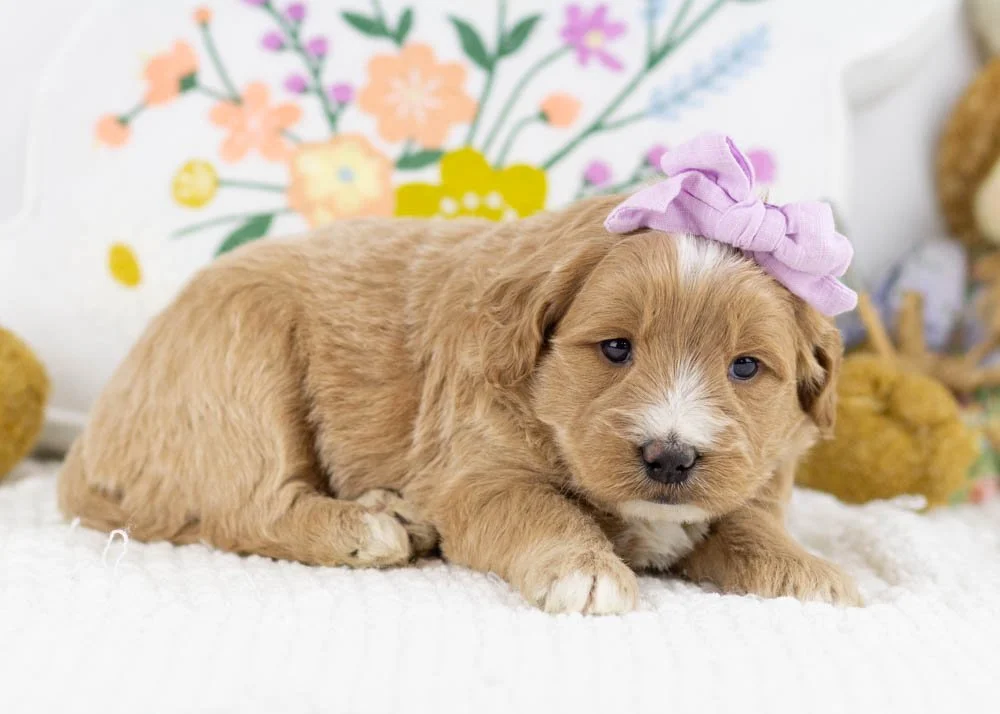 Phoebe goldendoodle for sale(3).jpg