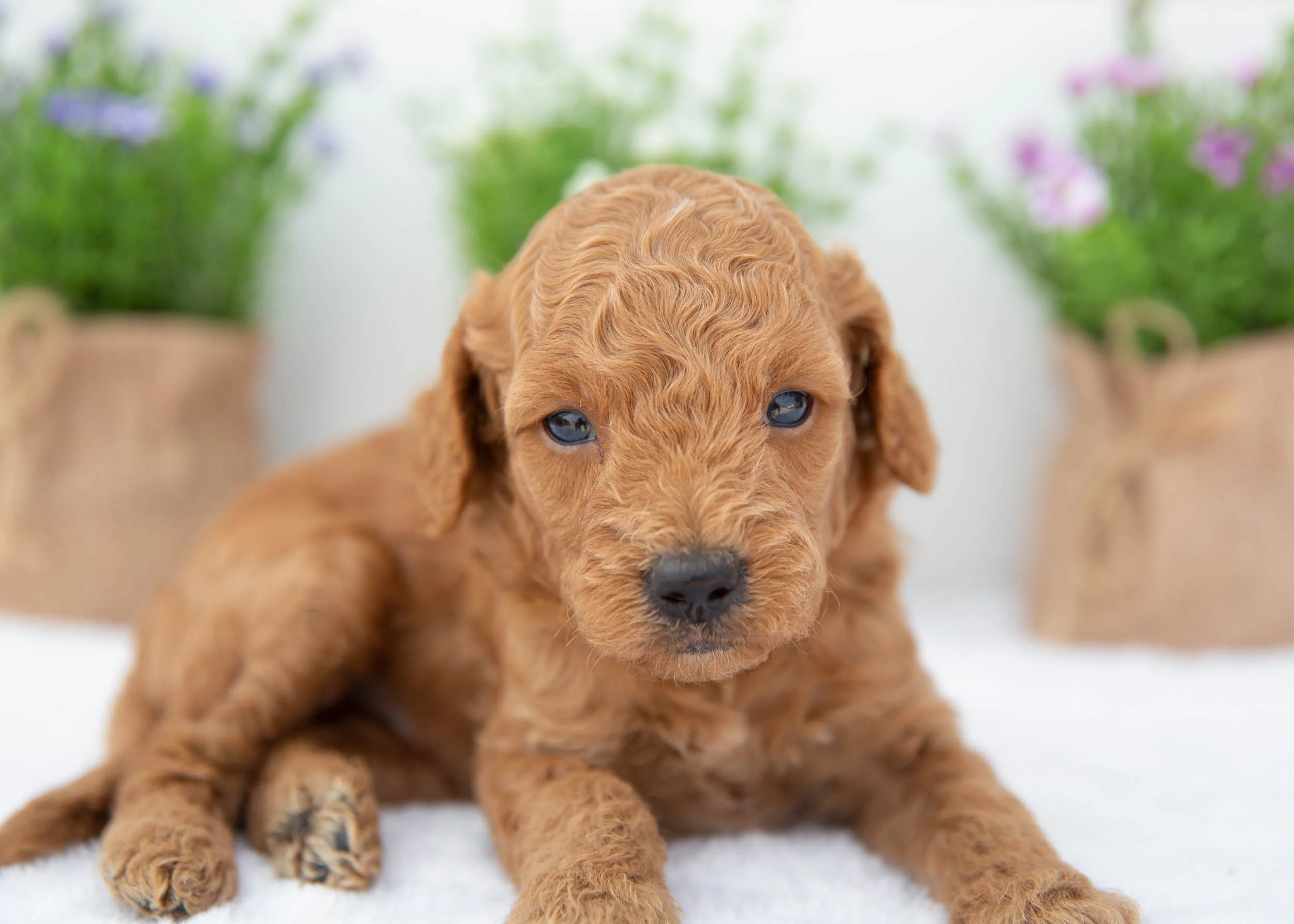 Dakota goldendoodle for sale(2).jpg