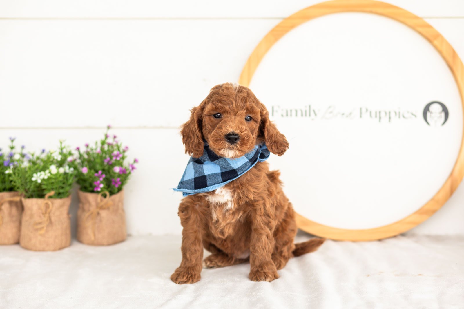 Alex goldendoodle for sale(1).jpg