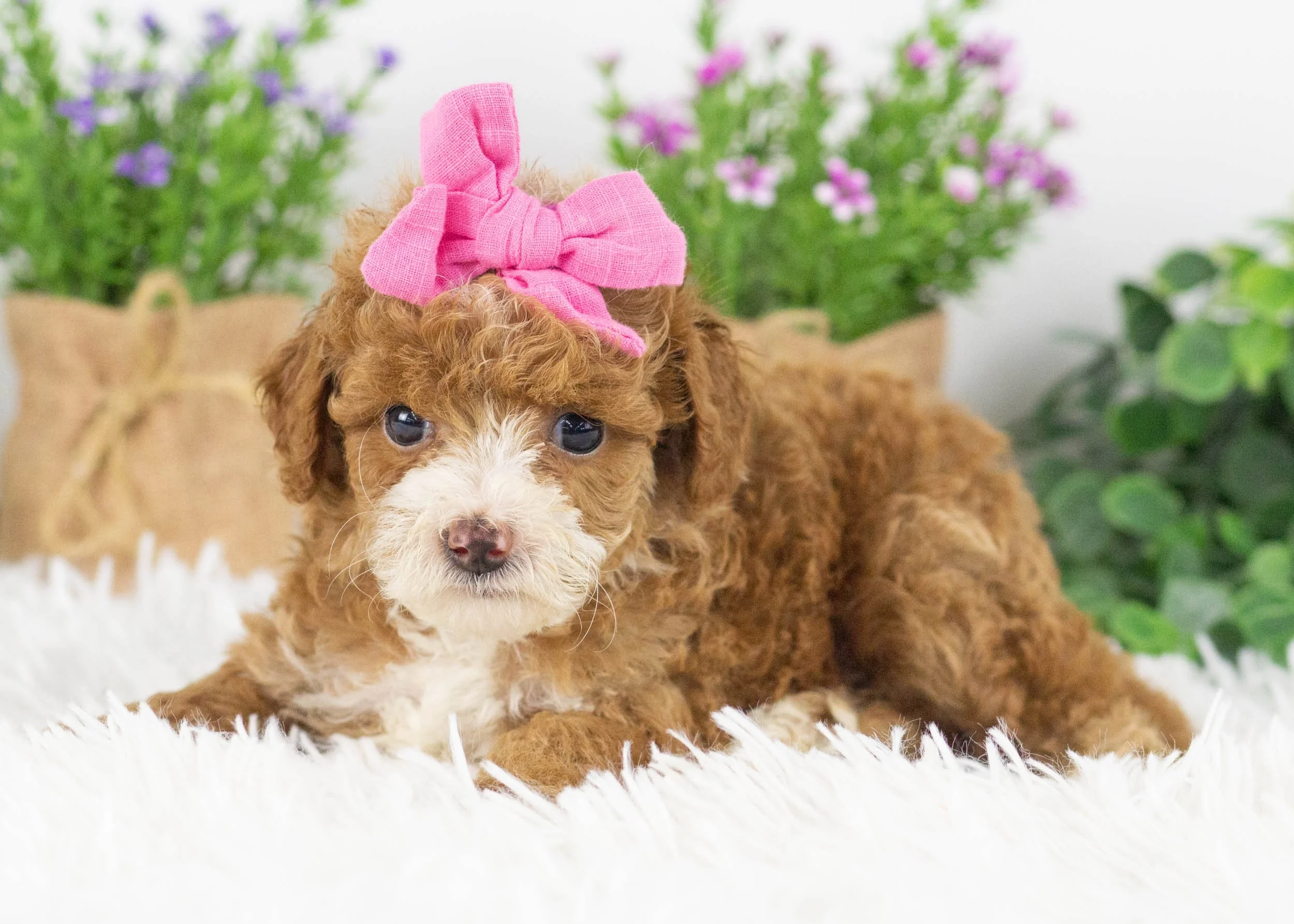 Harper Goldendoodle for sale(6).jpg
