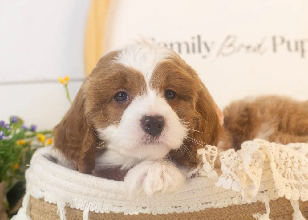 woody goldendoodle for sale.jpg