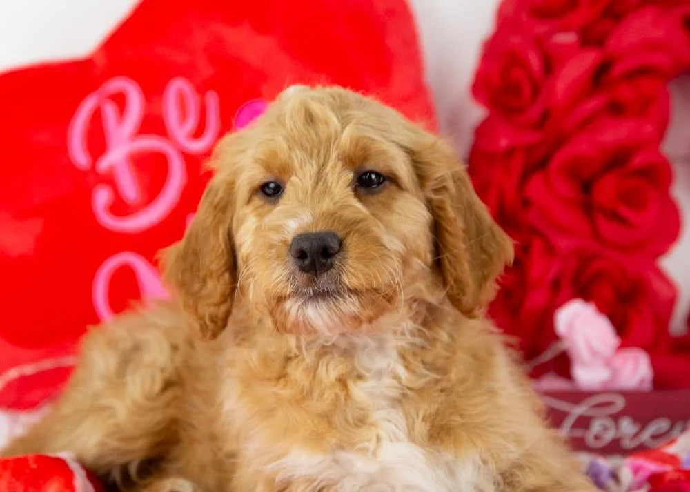 pecan goldendoodle for sale.jpg