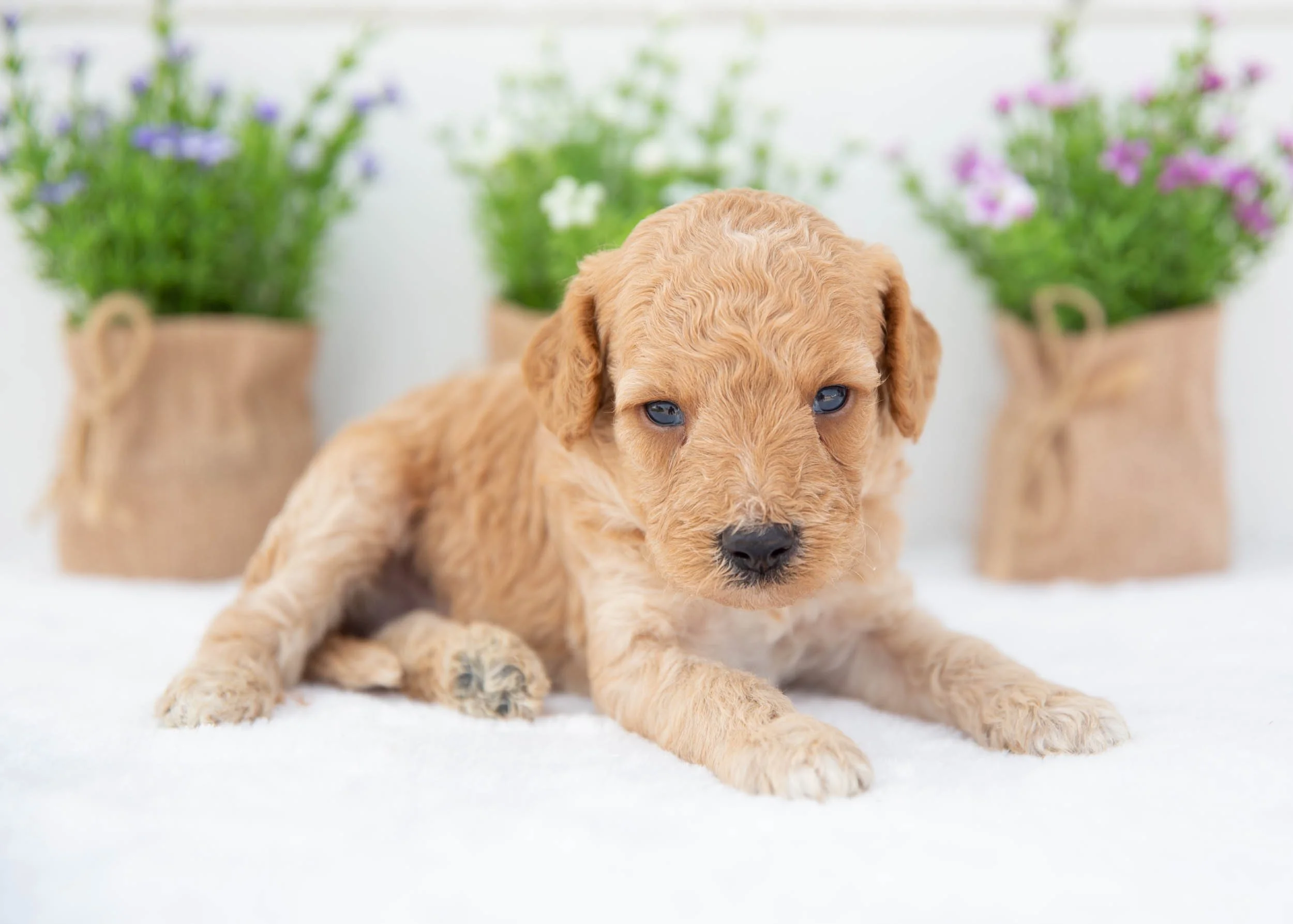 Austin goldendoodle for sale(3).jpg