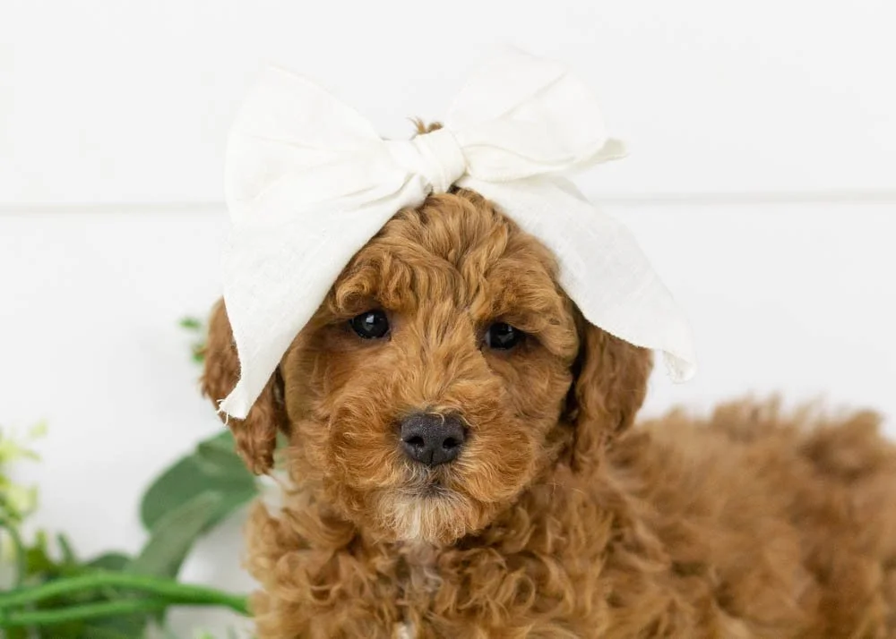 goldendoodle for sale