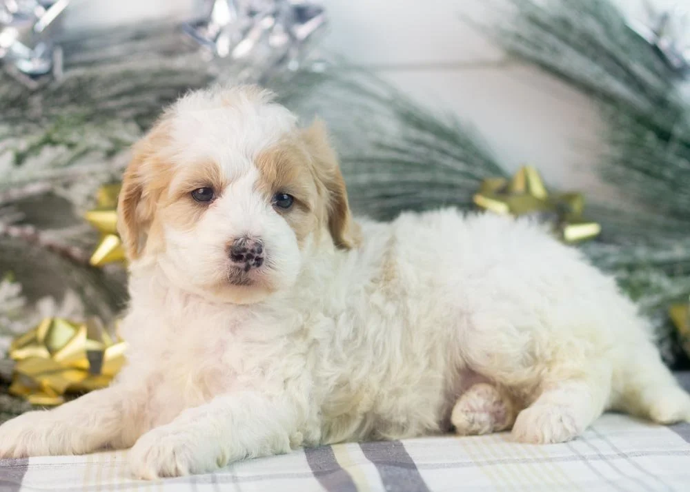 Honey goldendoodle for sale(2).jpg