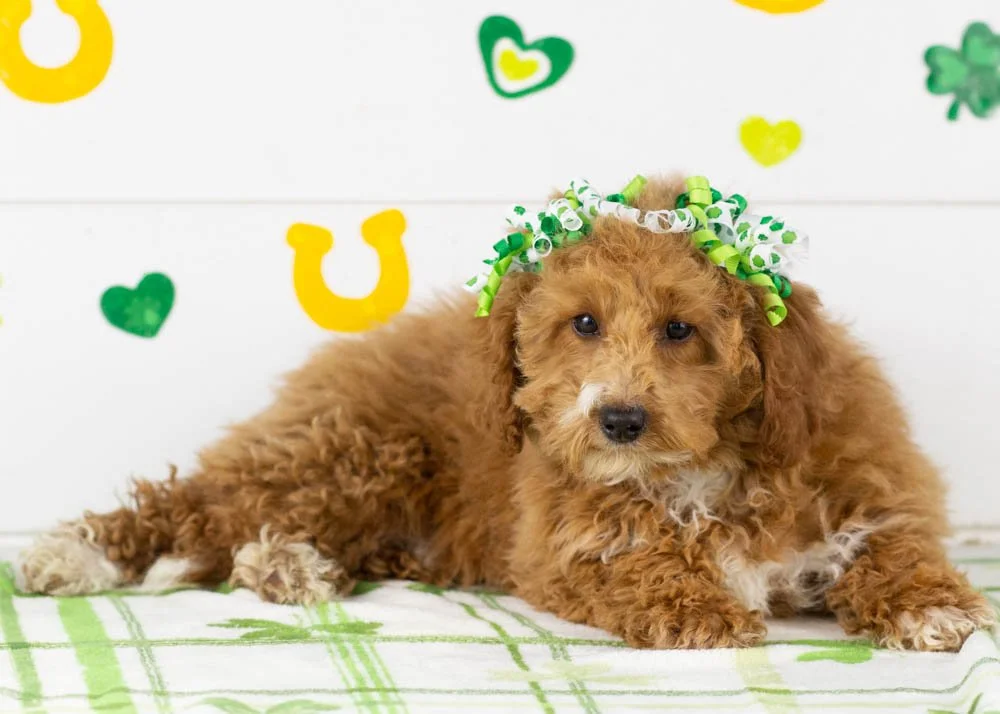 Chilli goldendoodle for sale(2).jpg