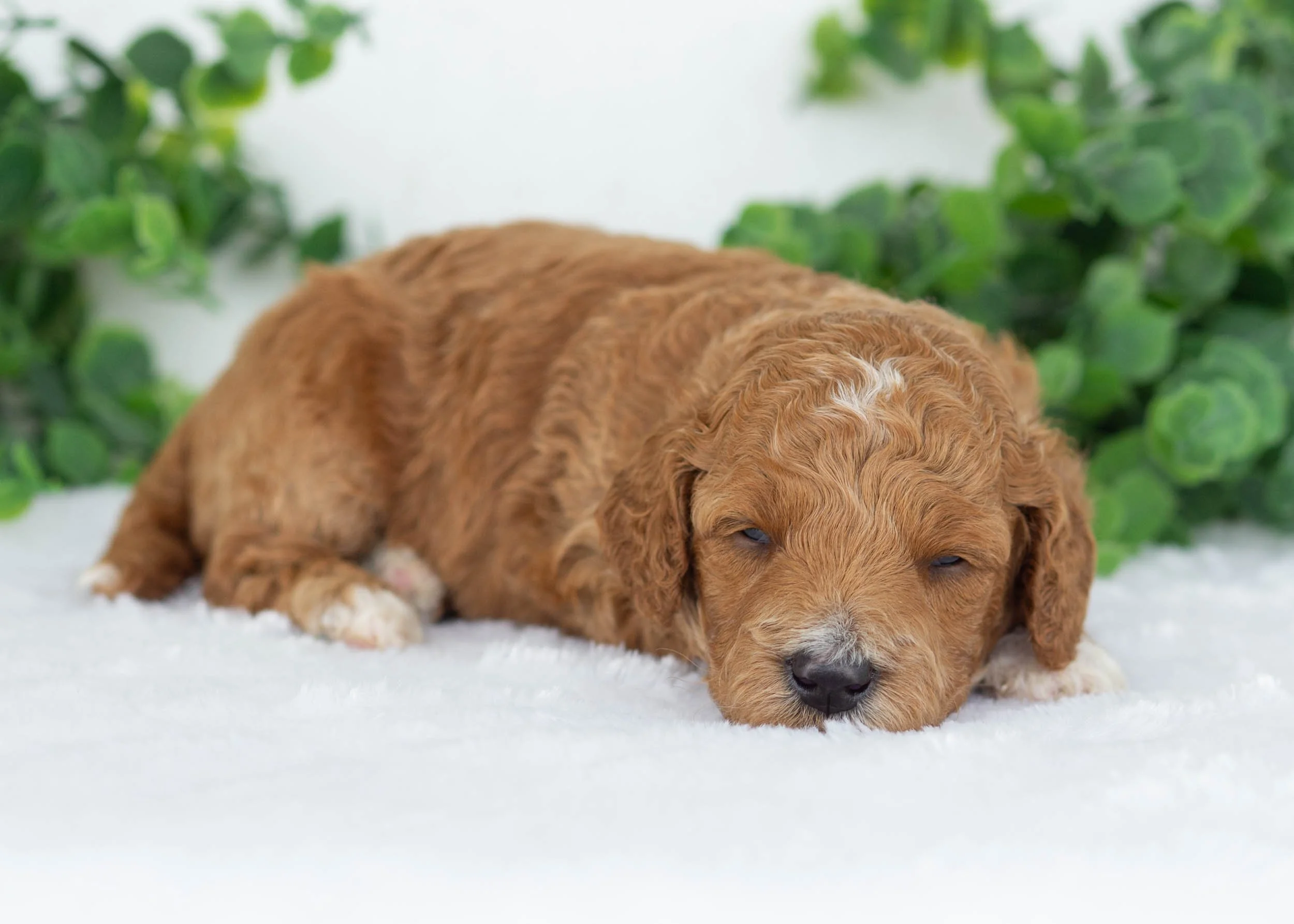 Jett goldendoodle for sale1.jpg