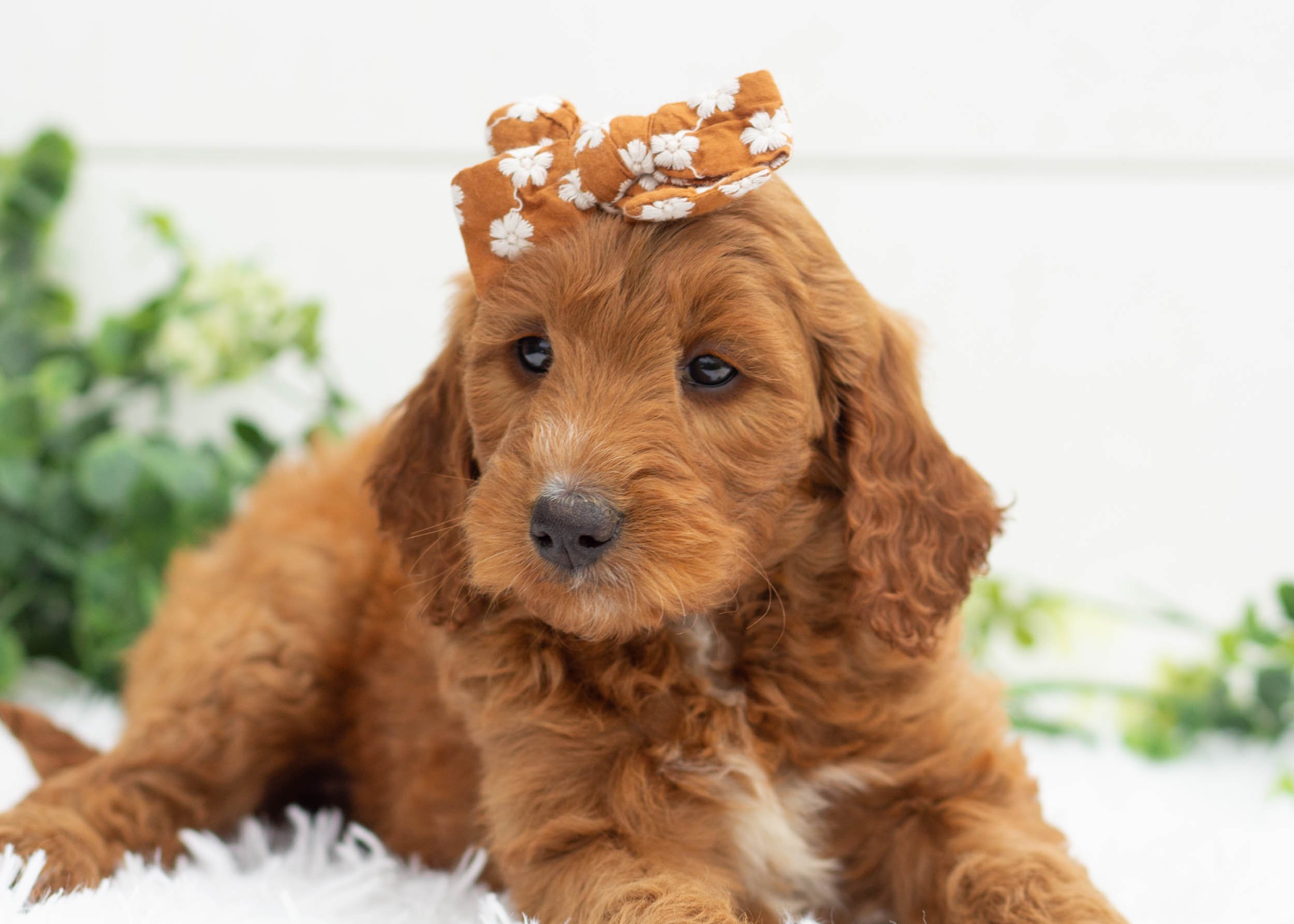 River Goldendoodle For Sale7.jpg