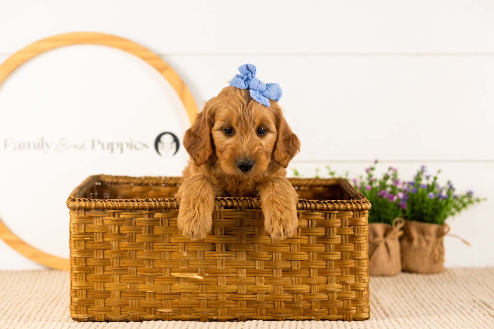 Sequoia goldendoodle for sale(3).jpg