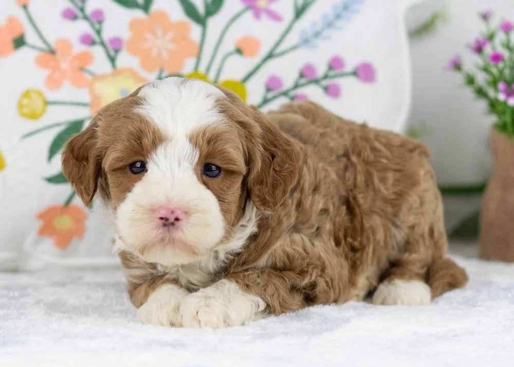 clover goldendoodle for sale(2).jpg