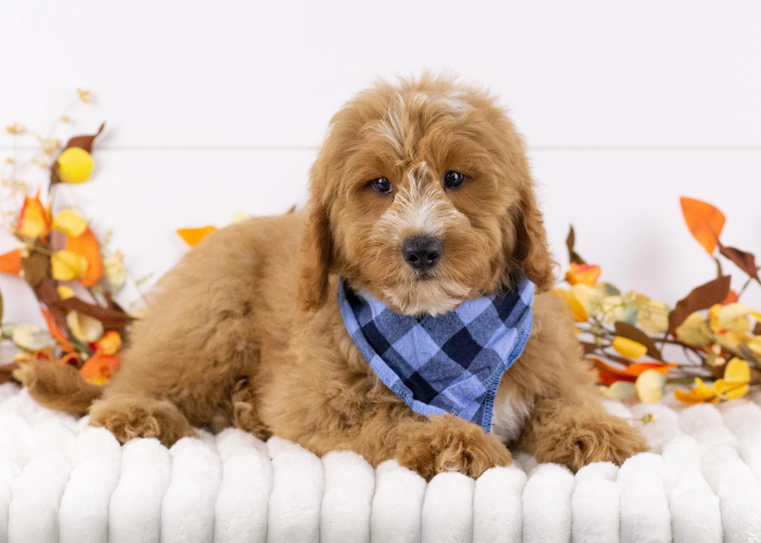Falcon goldendoodle for sale(3).jpg