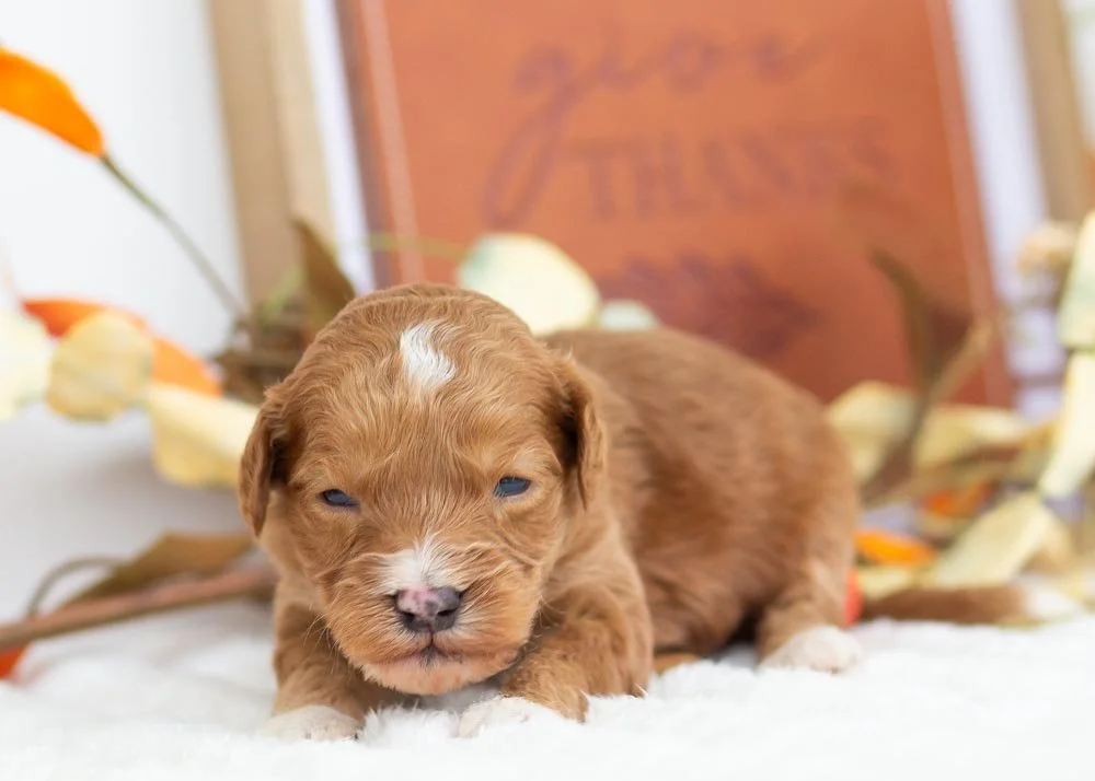 goldendoodle for sale