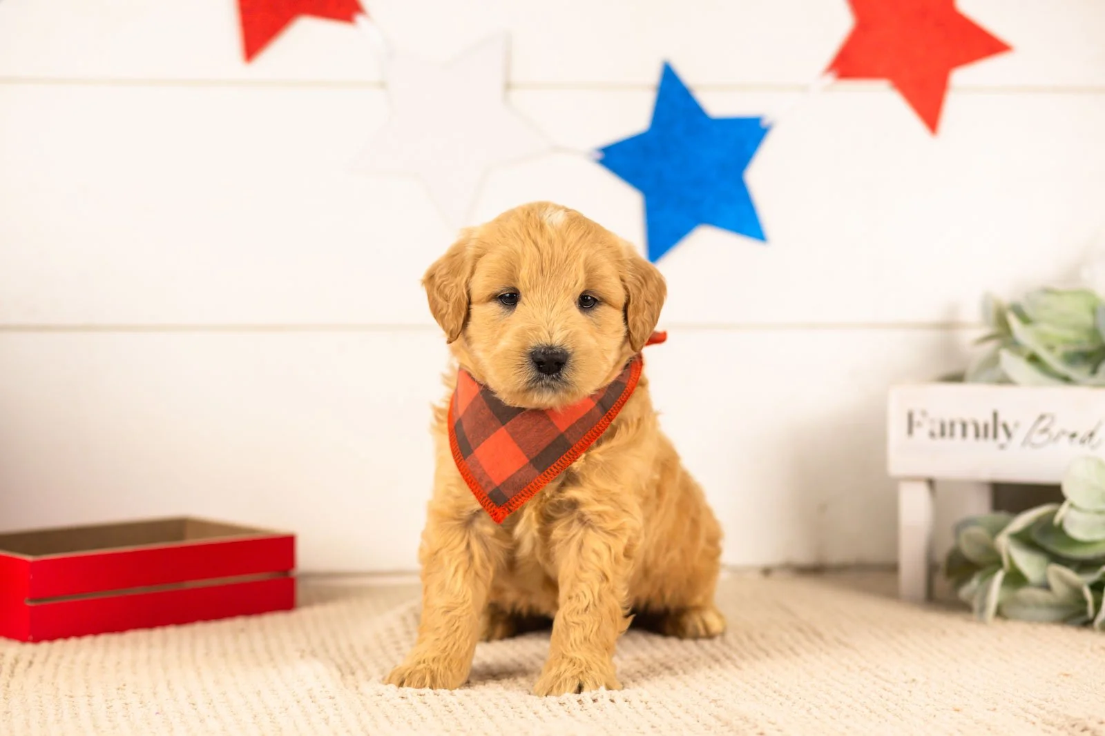 samwise goldendoodle for sale(1).jpg