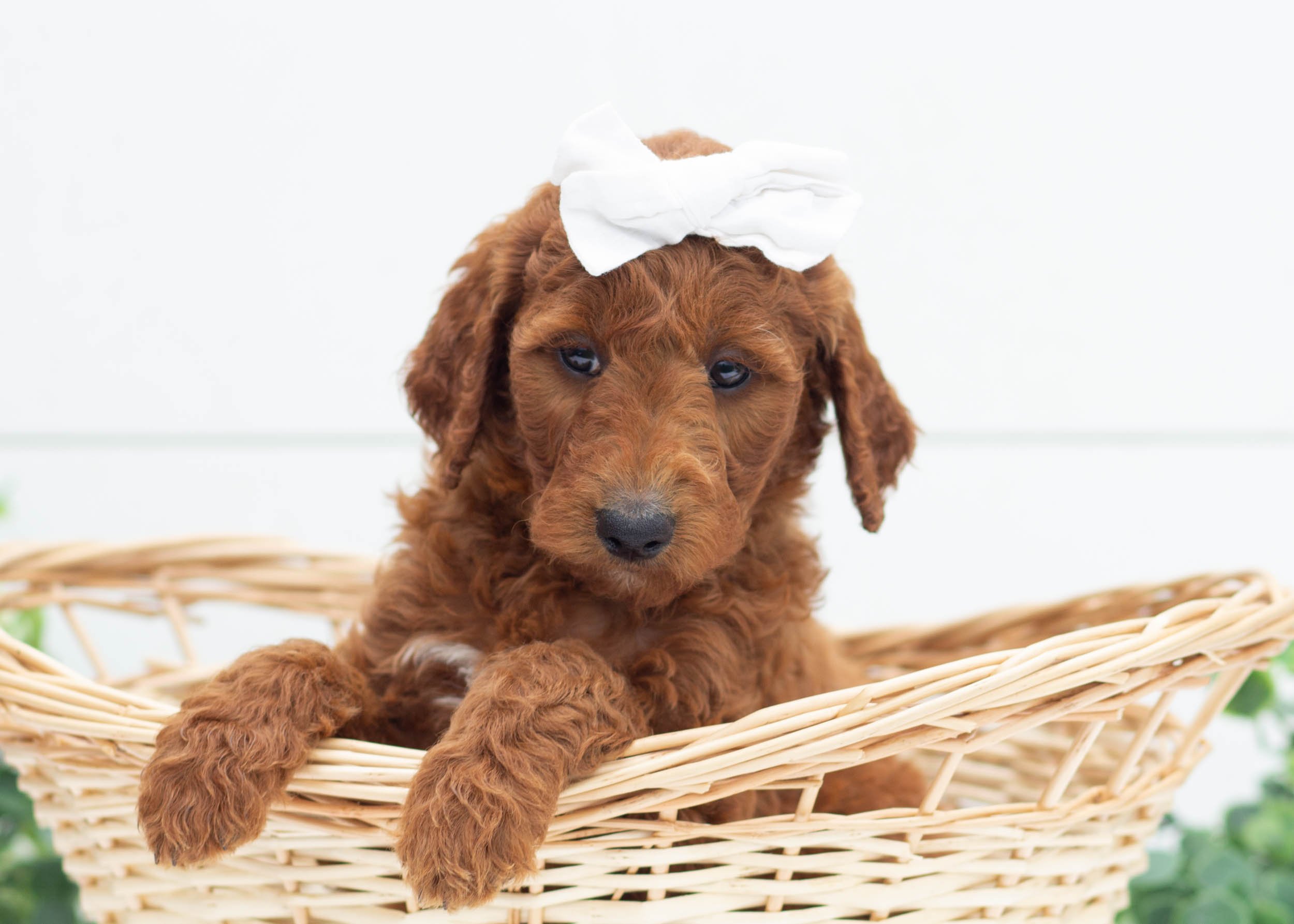 Aspen Goldendoodle For Sale0.jpg