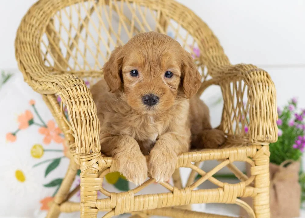 benny goldendoodle for sale.jpg