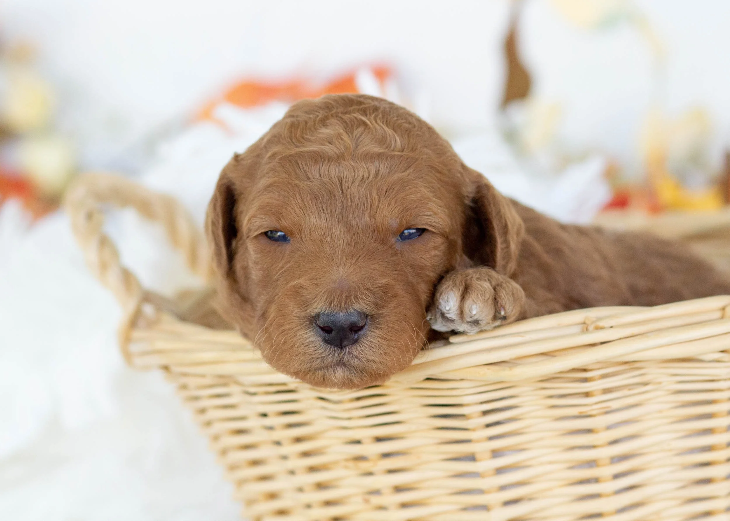 Chanel goldendoodle for sale(2).jpg