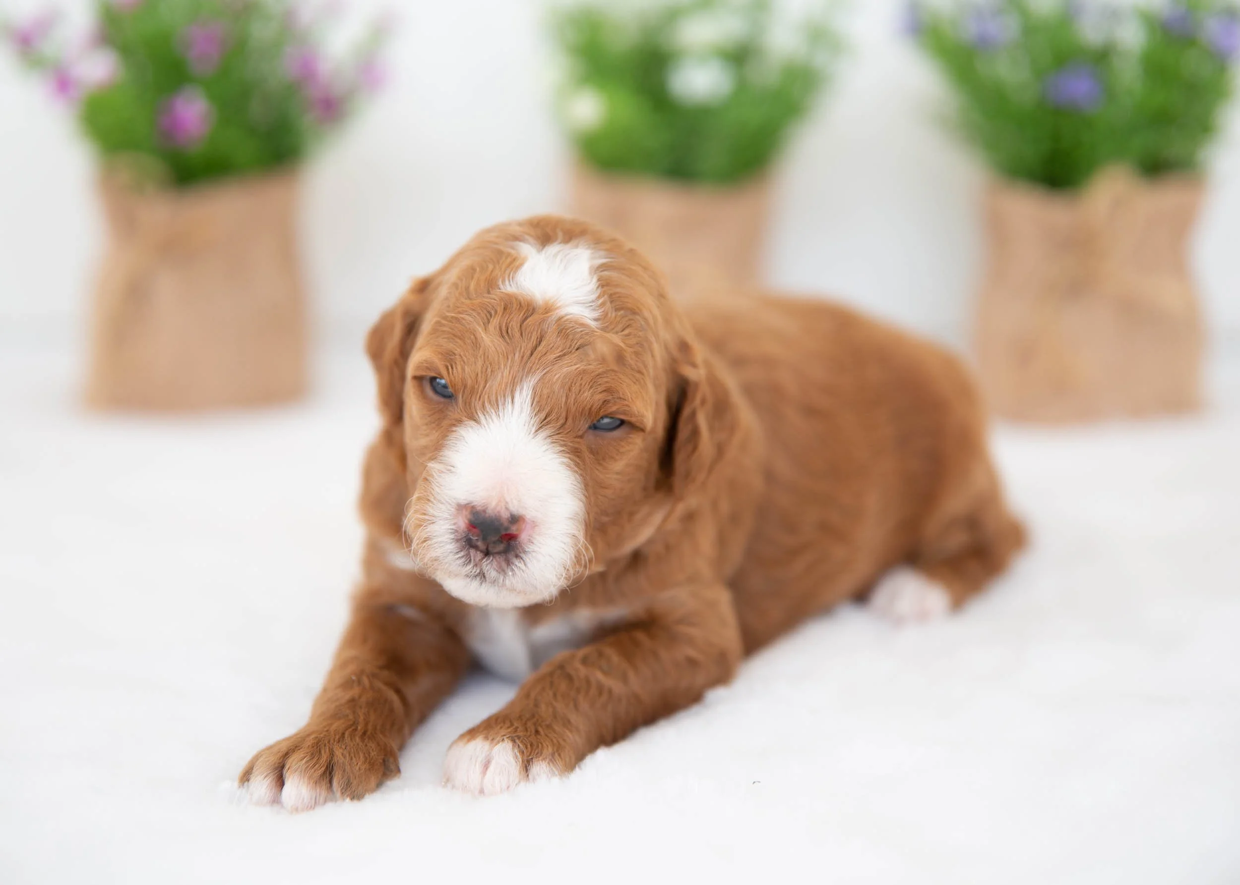 Cola Goldendoodle for sale.jpg