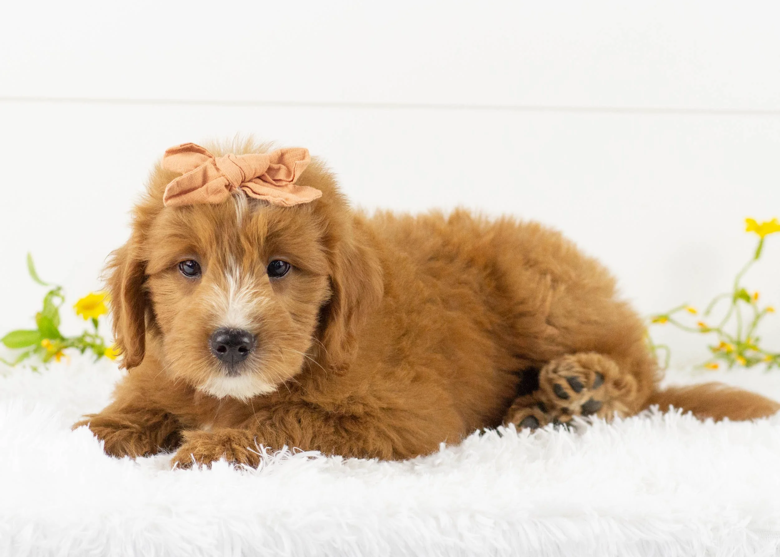 Waffles goldendoodle for sale(3).jpg