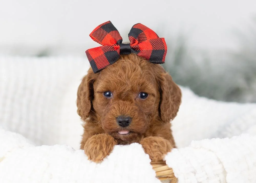 goldendoodle for sale