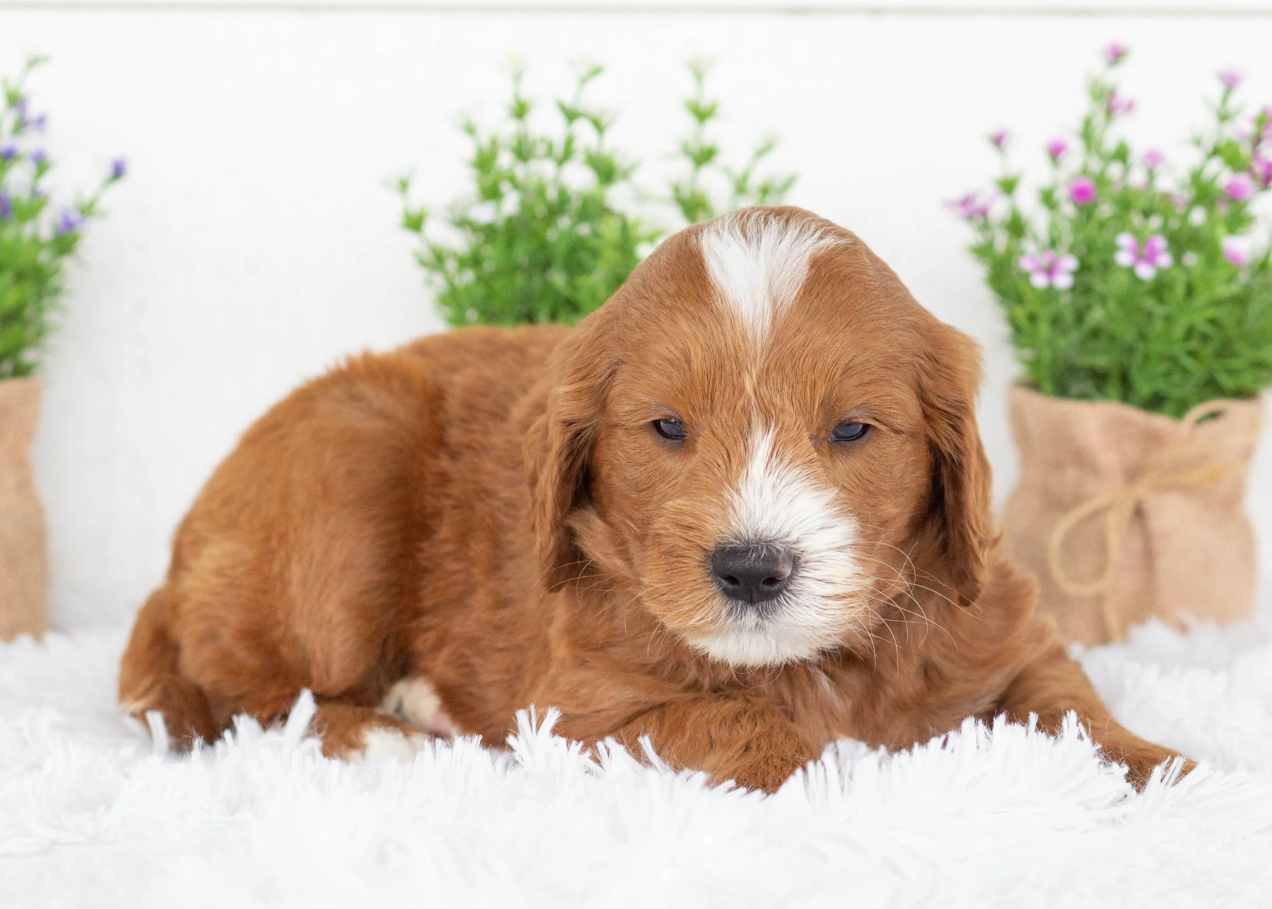 Ford goldendoodle for sale2.jpg