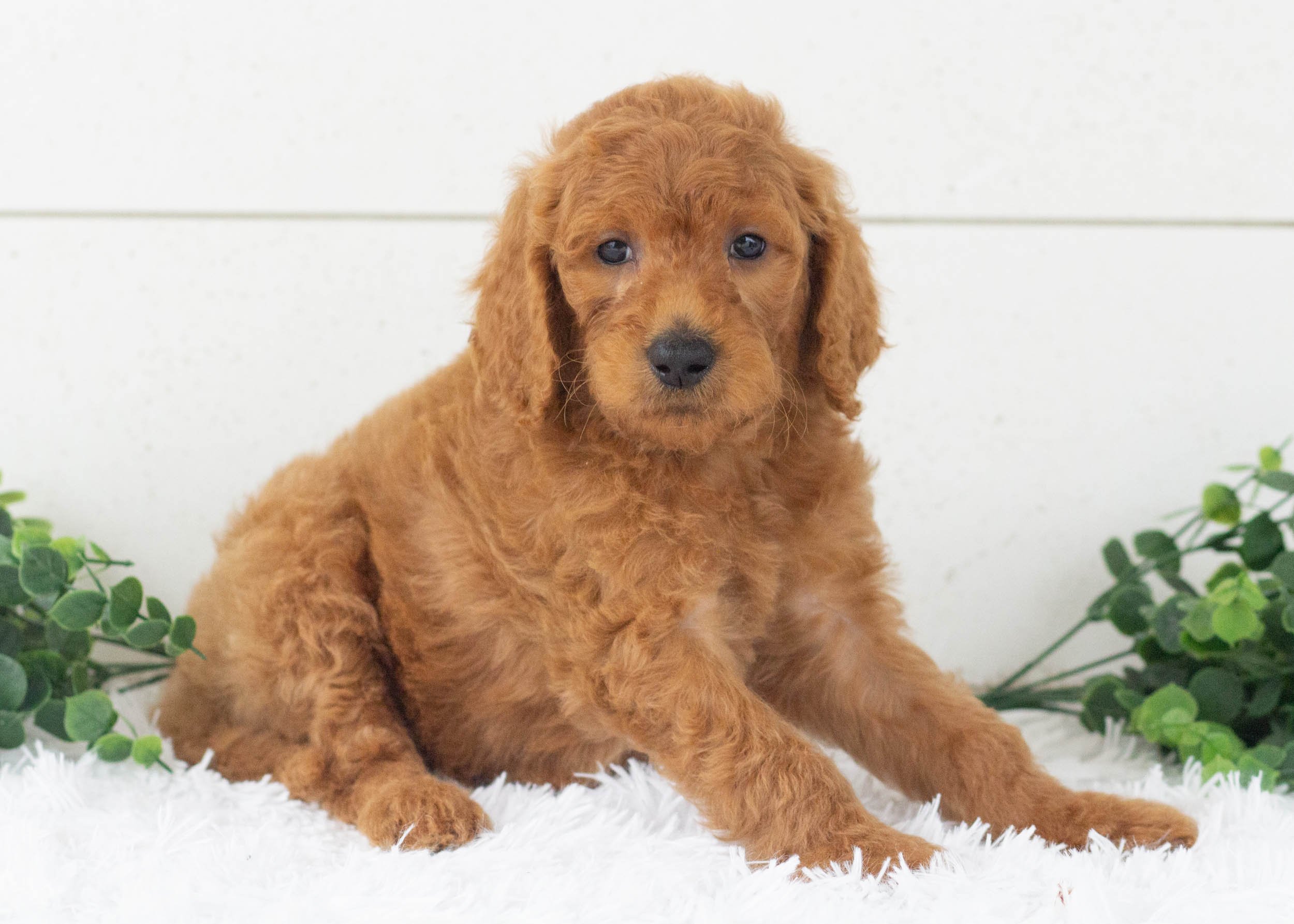 Ralph Goldendoodle For Sale(2).jpg