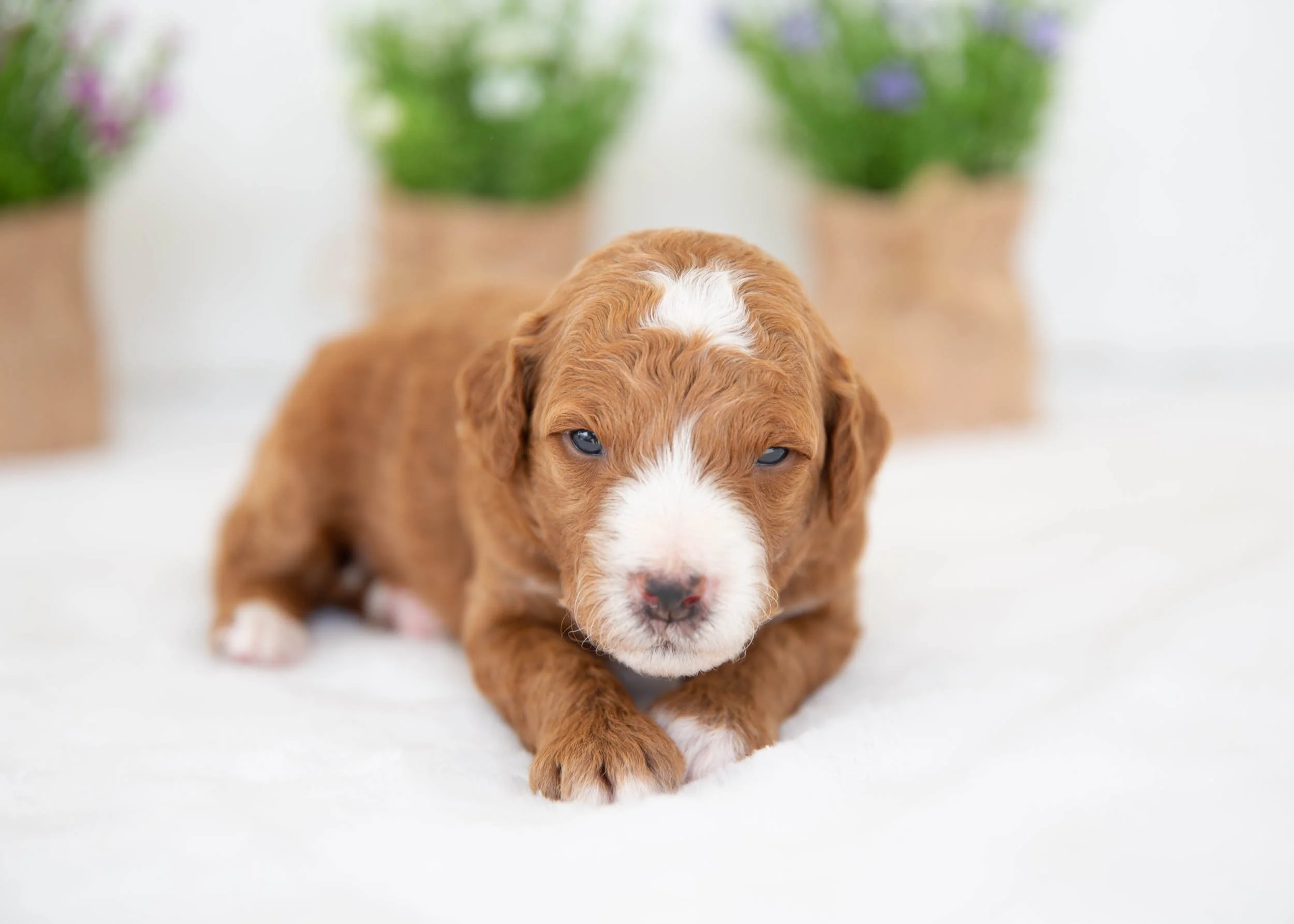 Cola Goldendoodle for sale(1).jpg