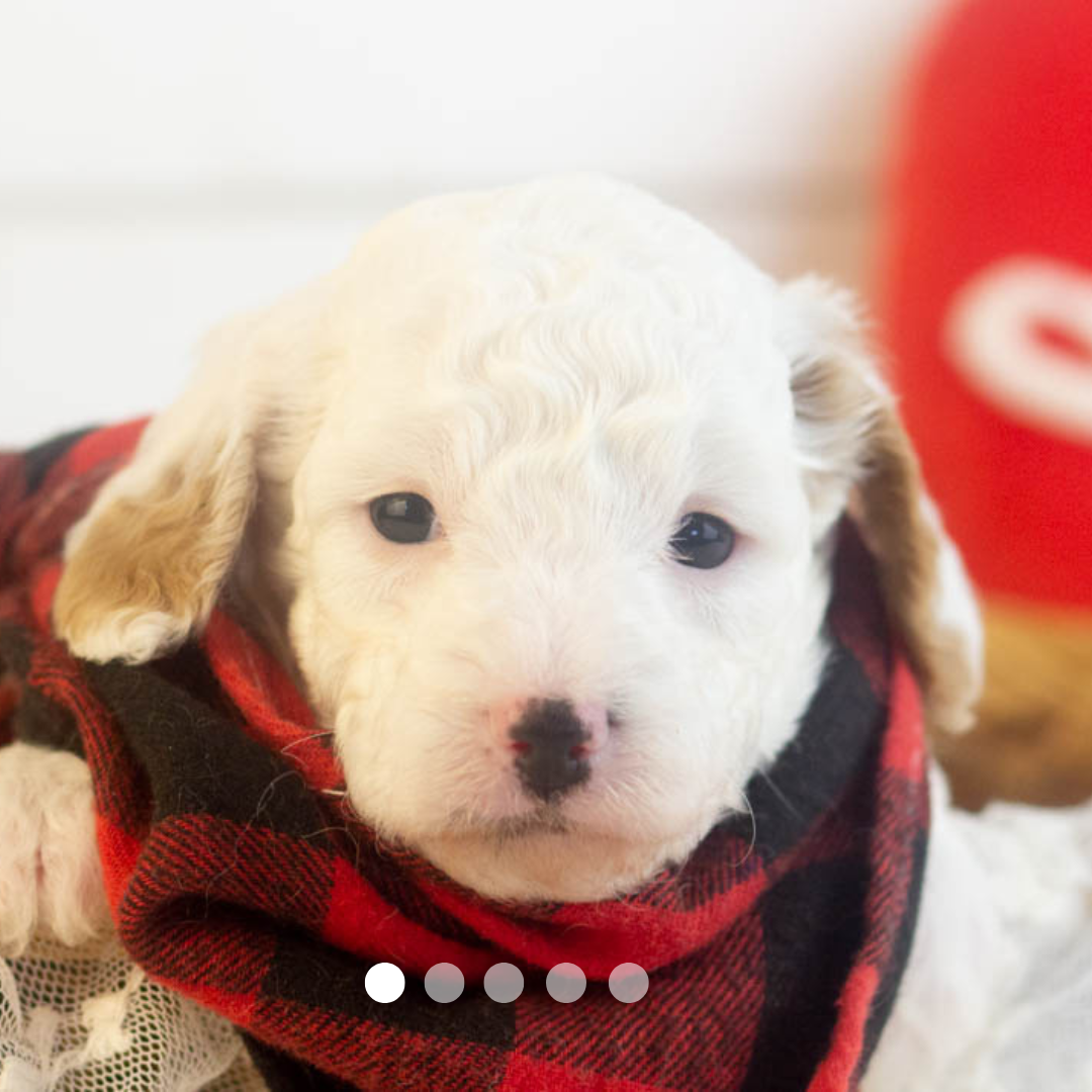 Copy of FBP Design.png