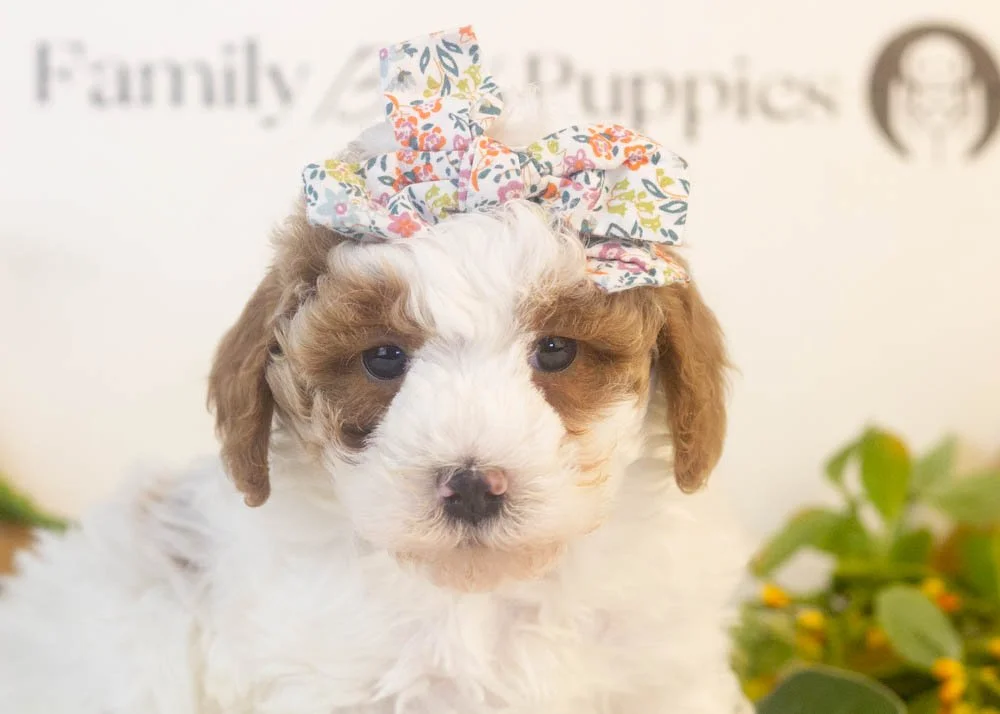 porsche goldendoodle for sale(2).jpg