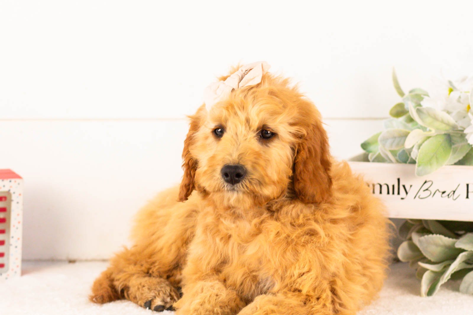 Barbara goldendoodle for sale(2).jpg