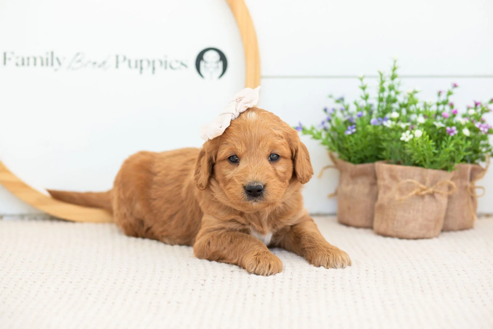 Cha Cha Goldendoodle for sale.(1).jpg