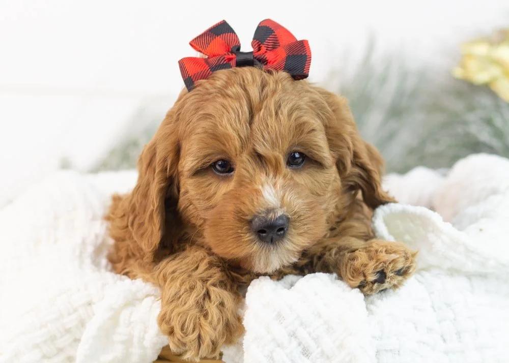 Bell goldendoodle for sale(1).jpg