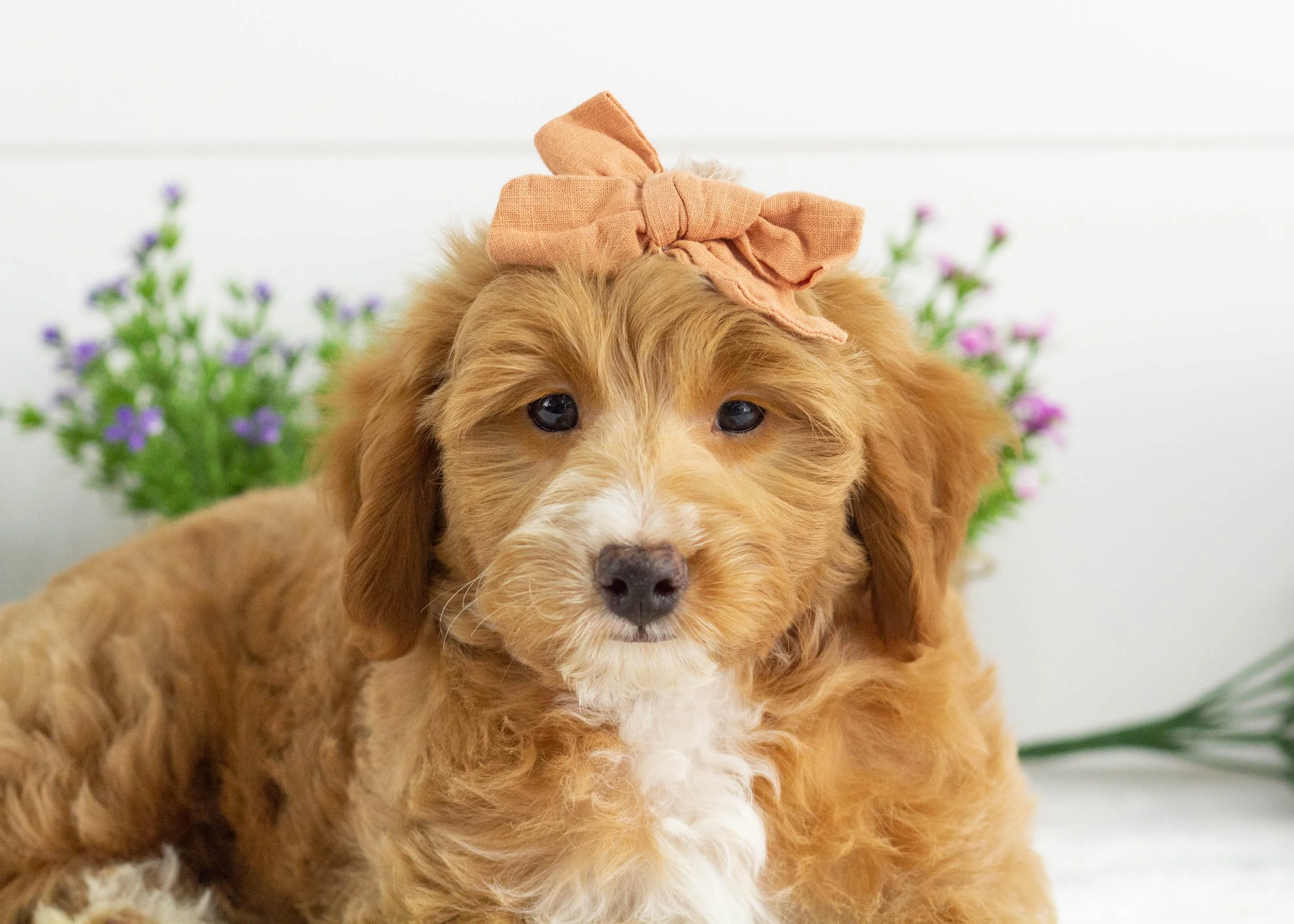 Jenna Goldendoodle For Sale(2).jpg