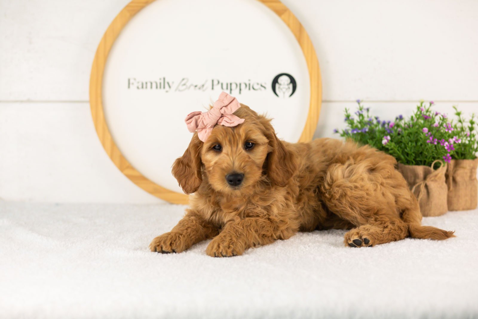 Sequioa goldendoodle for sale(1).jpg