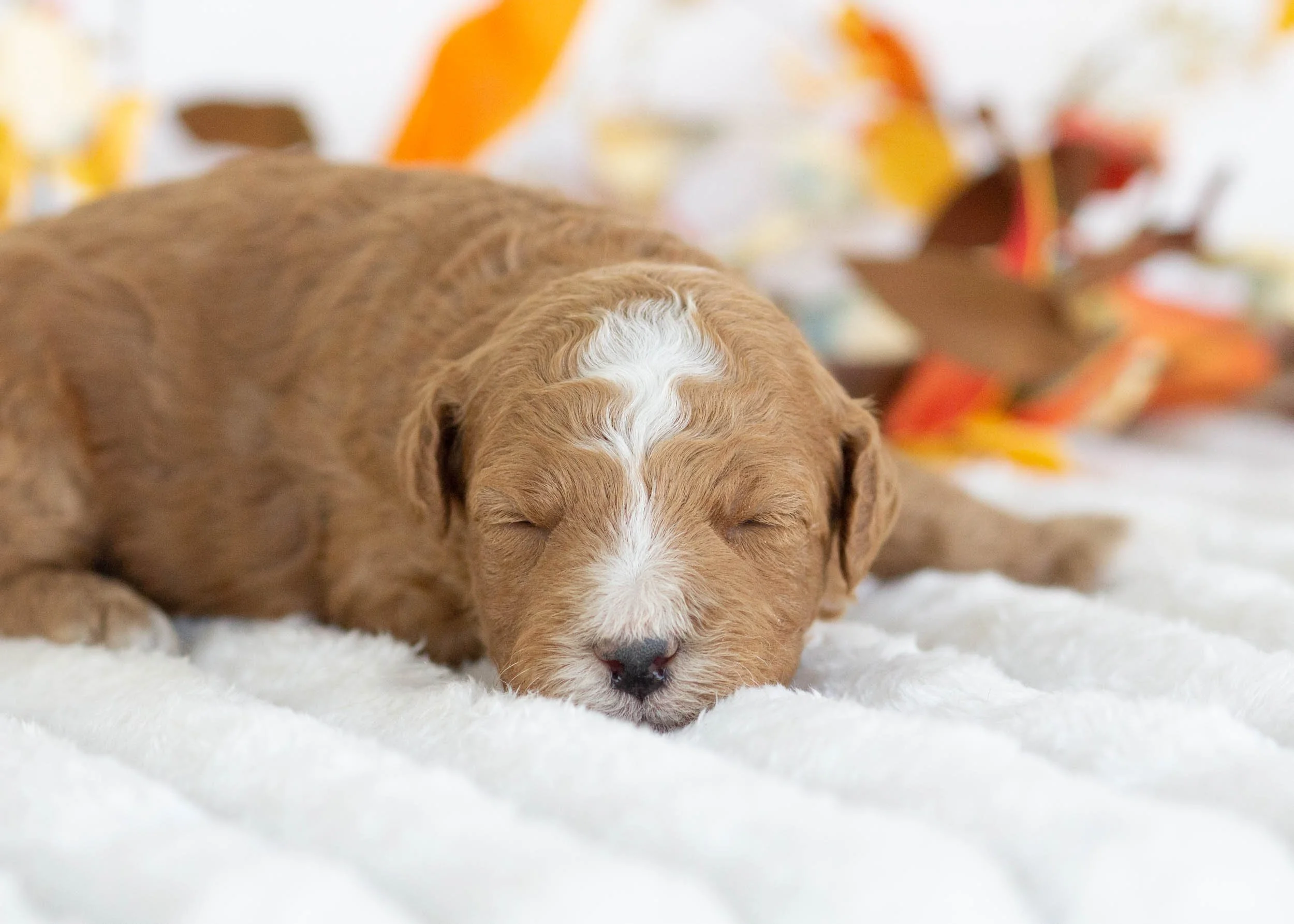 Hermes goldendoodle for sale(3).jpg