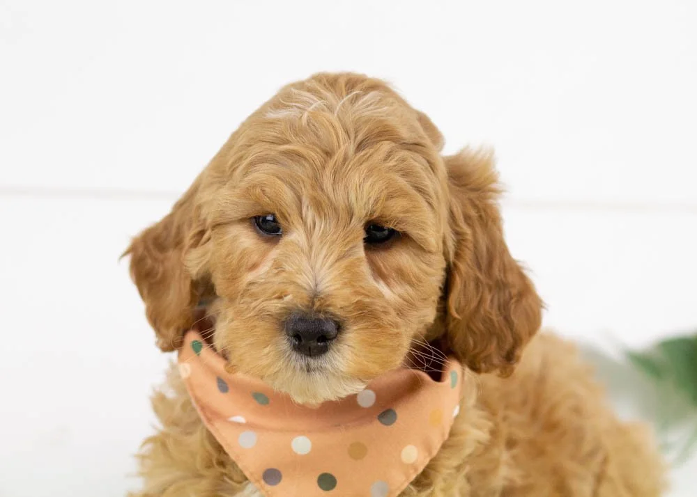 Josiah 1-1-26 Blizzard 7. 2oz-3.jpg