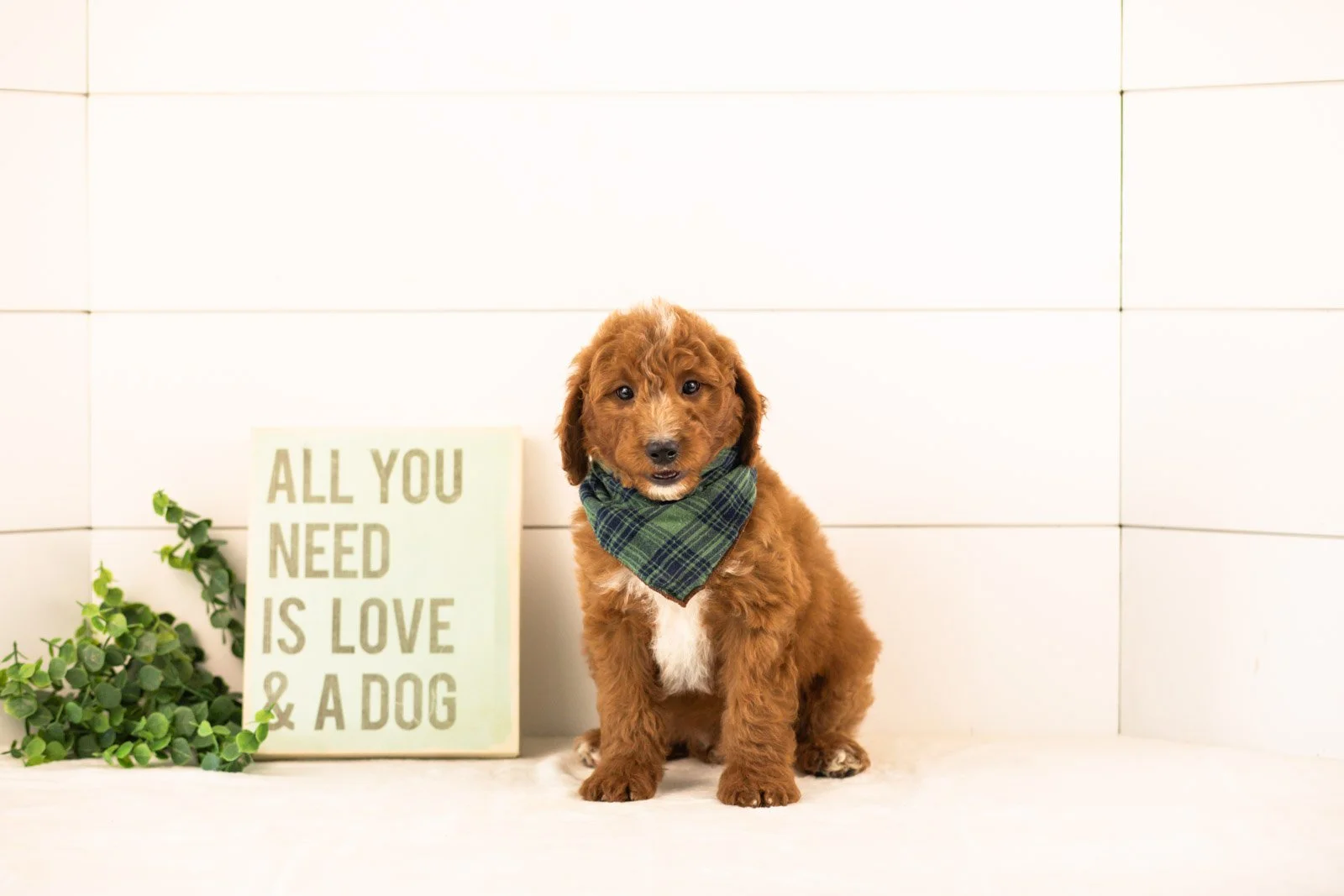 Pika goldendoodle for sale(4).jpg