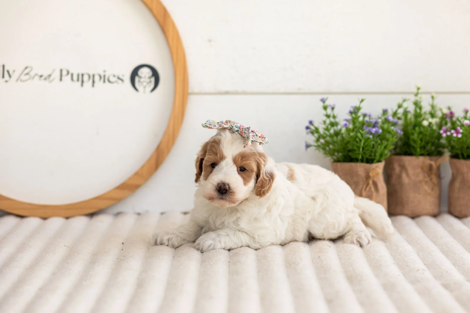 Leslie goldendoodle for sale(2).jpg