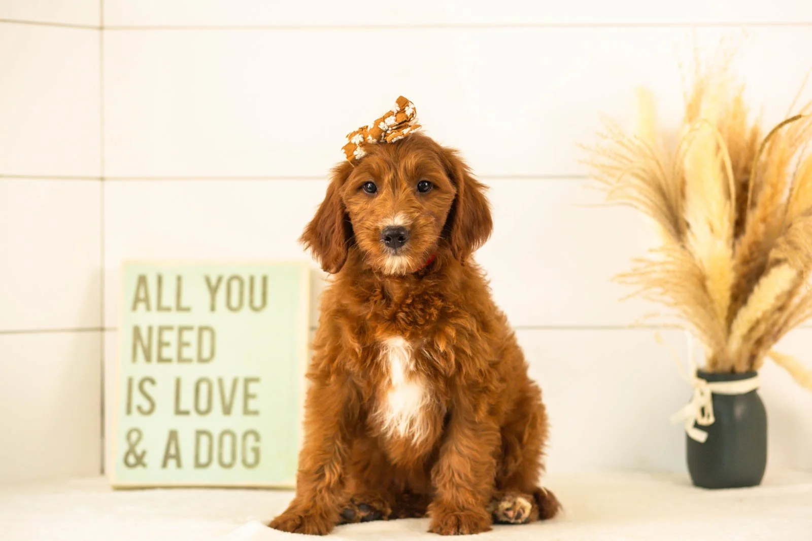 Jiggly goldendoodle for sale.jpg