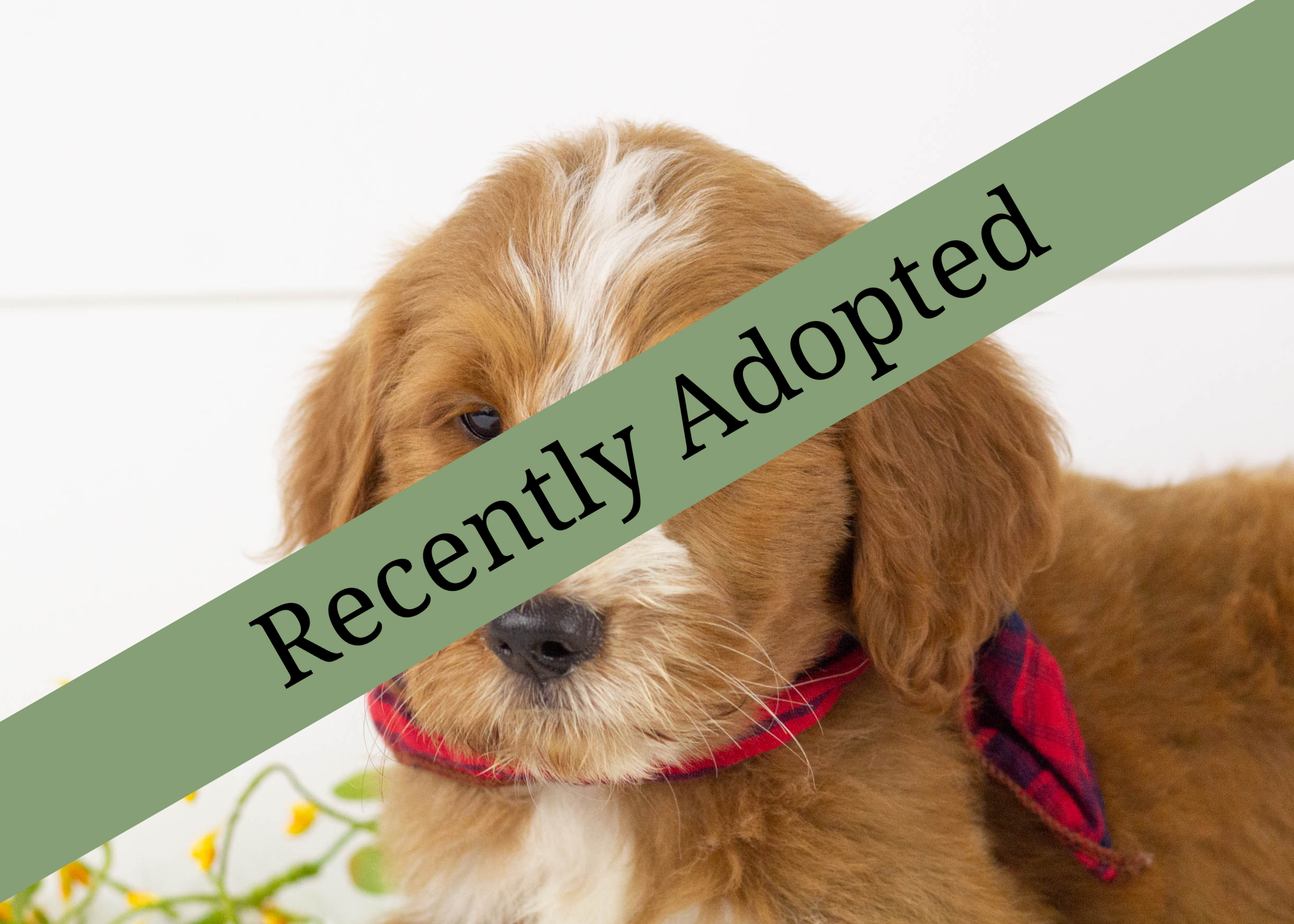 goldendoodle for sale