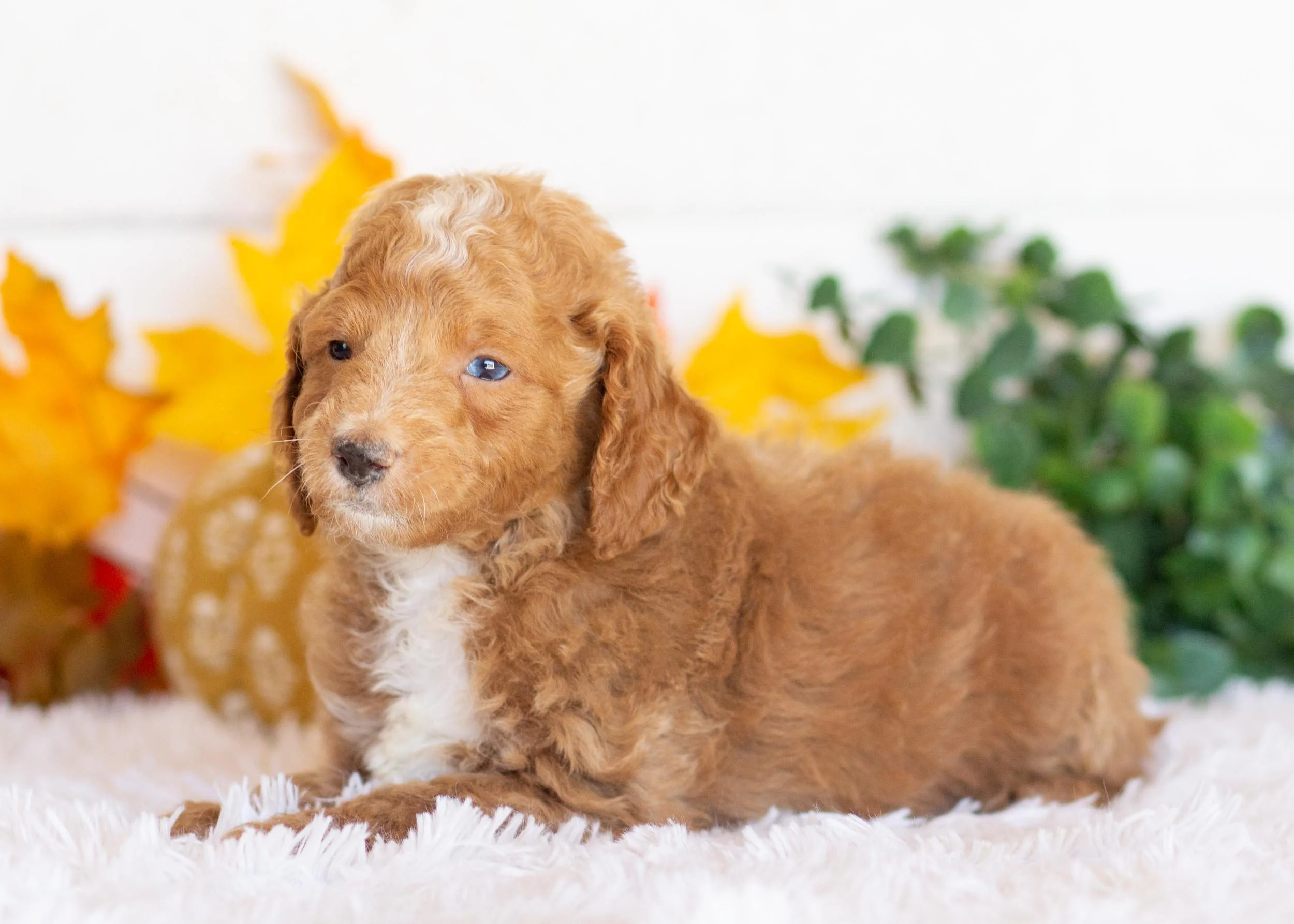 Graham goldendoodle for sale(1).jpg