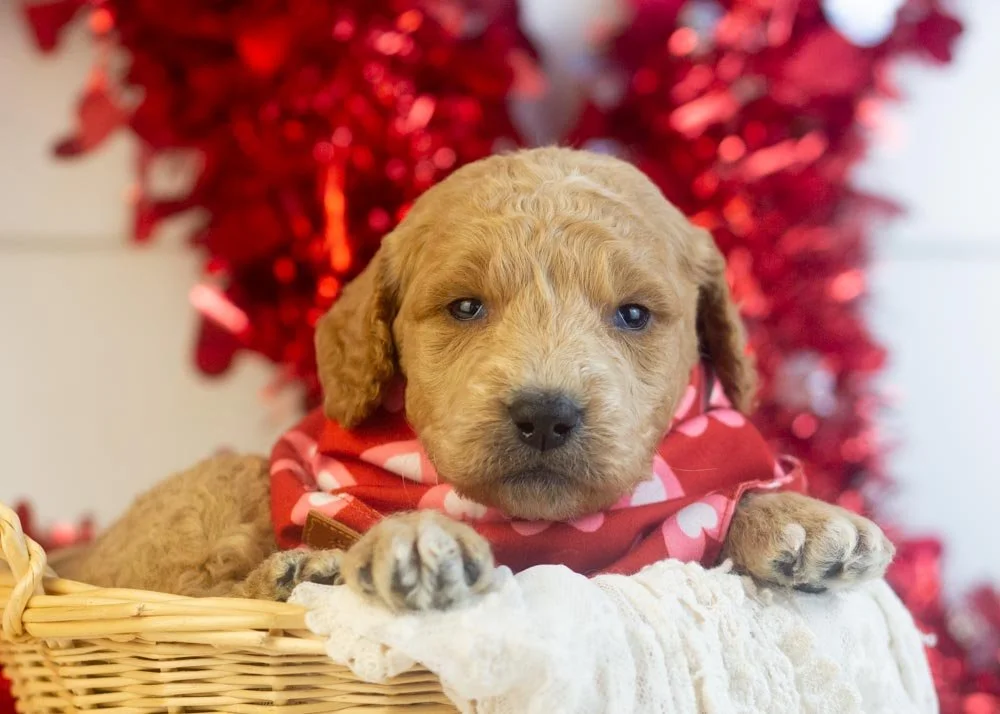 goldendoodle for sale